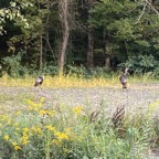 IMG_4555.jpeg